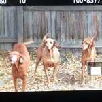 Abby Cooper Sasha and Max - @madhouseonmadison_vizslas - Instagram