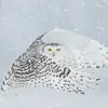 abbey Sayers - @snow_owl1234 - TikTok
