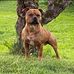 Opie Staff - Facebook
