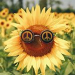 Abby Schafer - @posteddesigns - Instagram