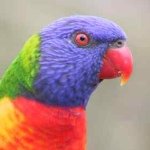 Abby Schell - @tiki_bird_lover_202 - Instagram