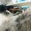 TheGdog - @abby.schepers7 - TikTok