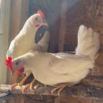 Abby’s Chicken Coop - @abbyschickencoop - Instagram
