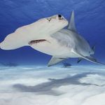 Abby Shoemaker - @shoemaker.abby - Instagram