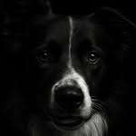 Adventures with black and white bordercollie - @abby.speedy.boc._ - Instagram