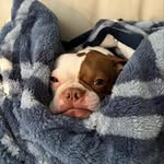 Abby Spence - @boston_terrier_life_916 - Instagram