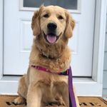 Abby Swift the Golden - @abby_swift_golden - Instagram