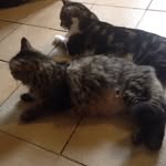 Abby, Buddy, Sylvester - @abby_buddy_sylvester - Instagram