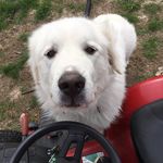 Abby Underwood - @greatpyrenees_04 - Instagram