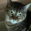 abbyvincent - @savingforakitten - TikTok