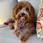 The Abby Show - @valleyvineyardlabradoodleabby - Instagram
