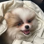 Abby Wang - @abbywang___ - Instagram