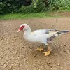 Abbysdabomb - @abbyweston224 - TikTok