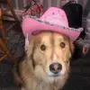 Abby Wing - @abbywing2 - TikTok