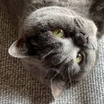 Abby Wong - @abbywing - Instagram