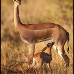 Abdilahi Adan - @abdilahi.adan.92 - Instagram