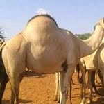 Abdimalik Hussein - @hussein.abdimalik - Instagram