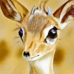Abdirahman Bashir Dahir - @manka9895 - Instagram