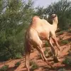 do - @abdirahmandaud92 - TikTok
