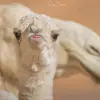 عبد الوهاب 🦅 - @1ben_abdo - TikTok