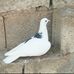 Abdo Ghaleb - Facebook