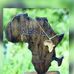 Abdoul g jallow - Facebook