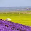 Abdulalanazi990 - @abdulalanazi86 - TikTok