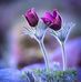 Abdul Ameen - Facebook