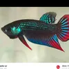 Aref Abdullah - @aref.abdullah65 - TikTok