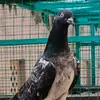 Abdullah Attique - @abdullah.attique16 - TikTok