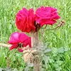 abdul awan - @abdul_awan77 - TikTok