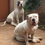 Abdul Azize Ismael Ilal - @azz.pets - Instagram