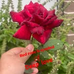 Abdul Din Miya - @nsjabdul - Instagram