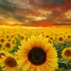 Abdul.Hill - @abdulhillhwjmpf - TikTok
