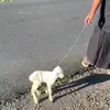 abdul jamil - @abdul.jamil601 - TikTok