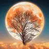 Abdul Khalaf - @abdul.khalaf7 - TikTok