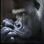 Emmanuel Abdul Lawrence - @mhister_abdul_ghost - Instagram