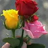 Abdul Love - @abdullove5 - TikTok