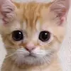 Abdul - @abdulalmasri75 - TikTok