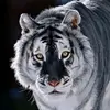 Abdul Moeez - @abdul_moeez.7 - TikTok