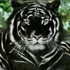 Abdul Moeez - @abdul.moeez233 - TikTok