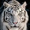 Abdul Moeez - @abdul.moeez345 - TikTok