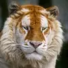 Abdul Moeez - @abdul.moeez539 - TikTok