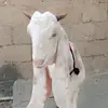 Abdul Moid - @abdul.moid38 - TikTok