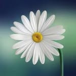 Abdul Mollah - @abdul.mollah.9484 - Instagram