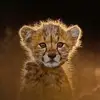 nouriabdul985 - @nouriabdul985 - TikTok