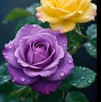 Abdul Ohab - Facebook