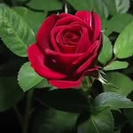 Abdul Rasul - @abdulrasul807 - Instagram
