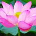 Abdul Karim Rumi - Facebook