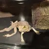 Abdulsamie - @abdulsamie.elfadi - TikTok